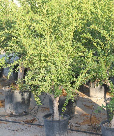 Verzorging - Punica Granatum (granaatappel boom